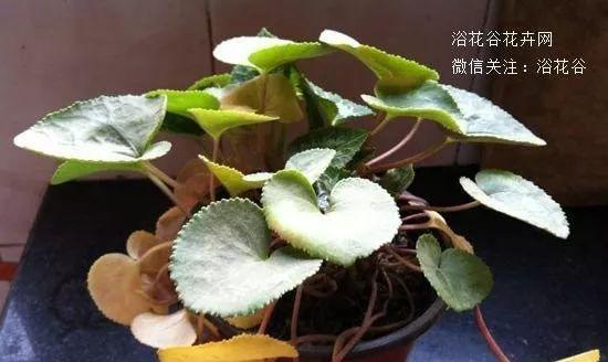 仙客来的根烂了怎么办（教你如何处理植物根部受损）