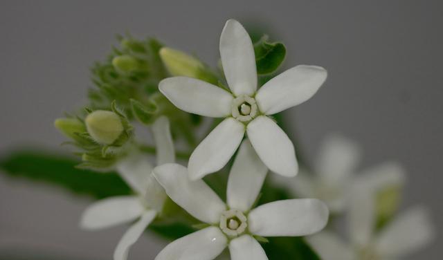 蓝星花的花语及其寓意（探索蓝星花背后的意义）