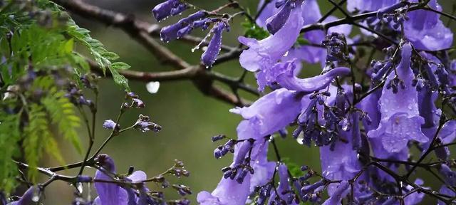 蓝楹花的花语与含义（解读蓝楹花的象征与心愿）