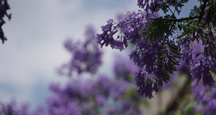 以蓝楹花语是什么意思（探索蓝楹花的神秘与美丽）