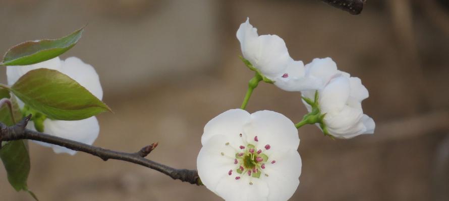 梨花的花语与象征意义（探寻梨花的浪漫与美丽）