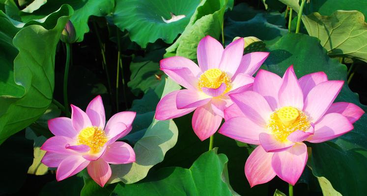 以莲花花语代表什么意思——展现纯洁和坚强的生命力（莲花花语的深刻内涵和象征意义）