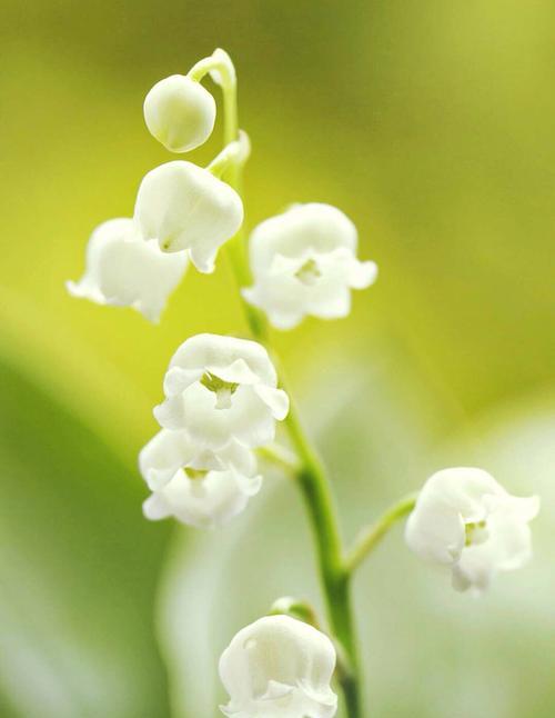 铃兰花的花语和传说（揭开铃兰花的秘密）