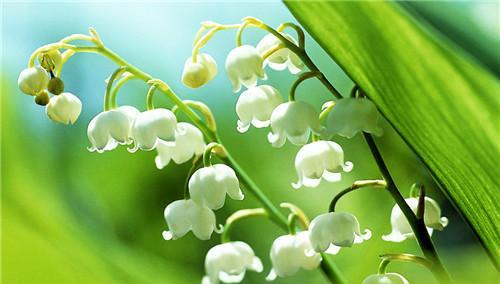 铃兰花的花语与意义（探索铃兰花的深层内涵）