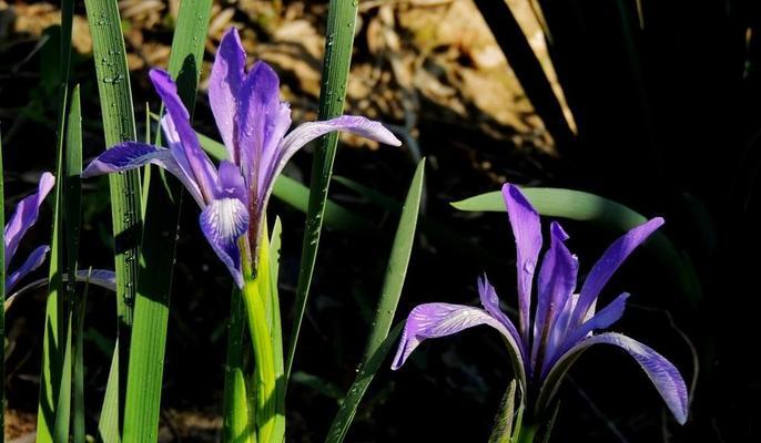 以马兰花花语解读人生奥秘（探寻以马兰花花语背后的深意）