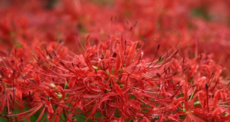 曼珠沙华的花语（探寻曼珠沙华的花语与寓意）