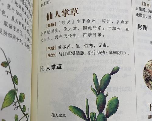 掌握仙人山的生长规律和种植技巧，成功种植仙人山（掌握仙人山的生长规律和种植技巧）