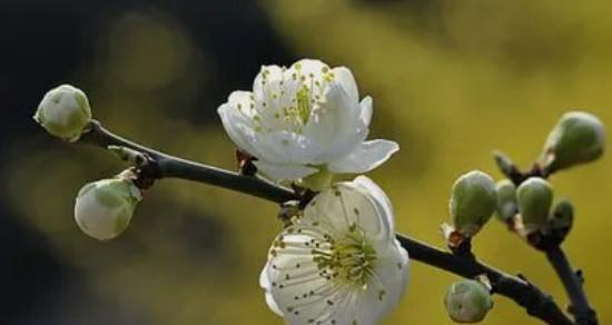 梅花之美——揭秘梅花的花语和象征意义（梅花花语的神秘之处及其与人生的关联）