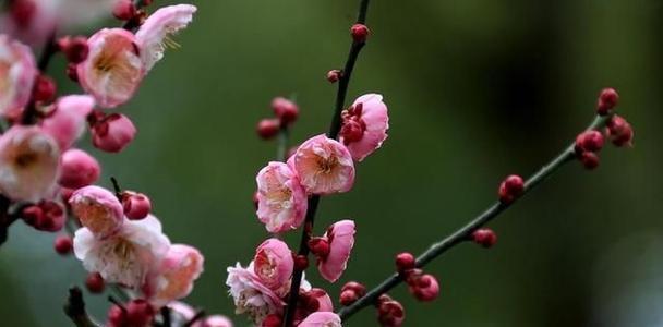 梅花之魂（探寻梅花精神的力量与美丽）