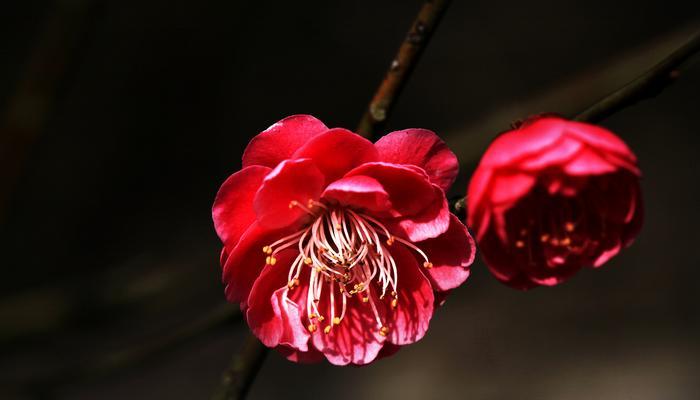 梅花花语（一朵傲雪寒梅）