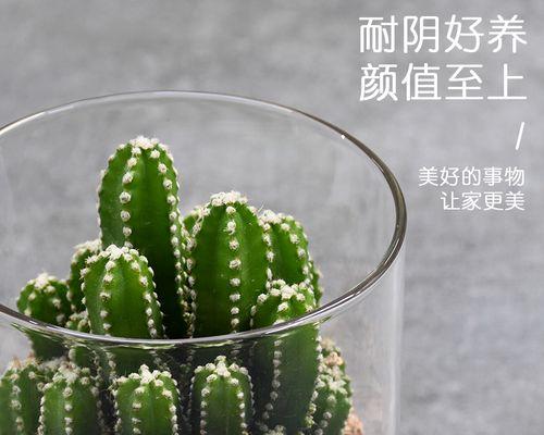 仙人掌的喜阳喜阴特性解析（探究仙人掌的生长环境与阳光要求）