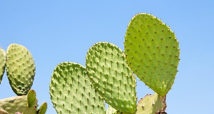 仙人掌——属于独特的灌木植物（探究仙人掌的生长环境）