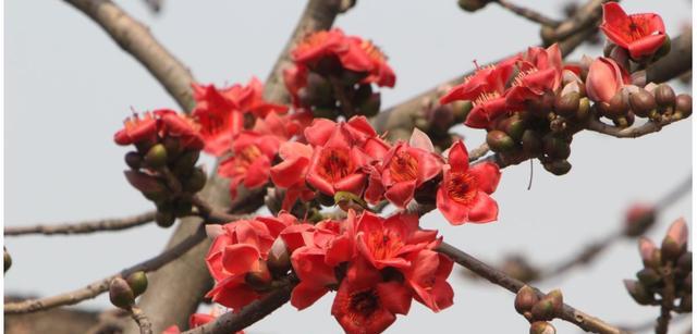 木棉花花语及其寓意（探寻木棉花的花语与象征意义）