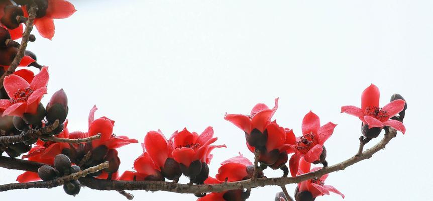 木棉花的寓意与象征意义（探究木棉花在文化中的重要地位）