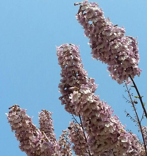 泡桐花的花语和寓意（探寻泡桐花的美丽花语）