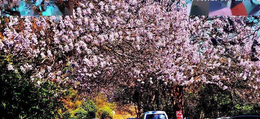 泡桐花的花语和寓意（探寻泡桐花的深层含义）