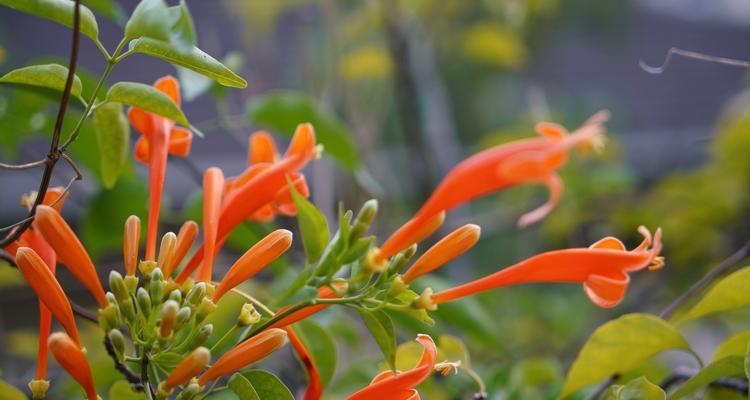 炮仗花的花语与传统文化（探寻炮仗花的意义与象征）