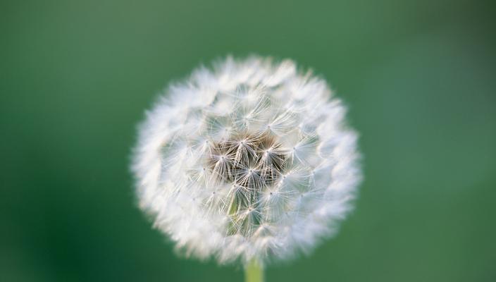 蒲公英之花语与传说（探索蒲公英的浪漫花语与神奇传说）