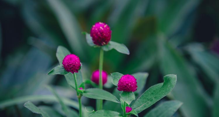 千日红花语不朽，诠释坚韧生命之美（以千日红花语不朽）