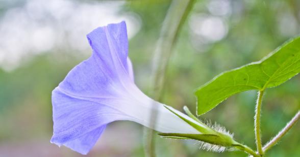 牵牛花的花语与美丽诠释（娇艳绽放）