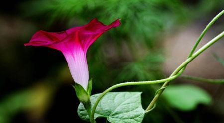 牵牛花花语的深刻意义（牵牛花开放的象征与美好寓意）