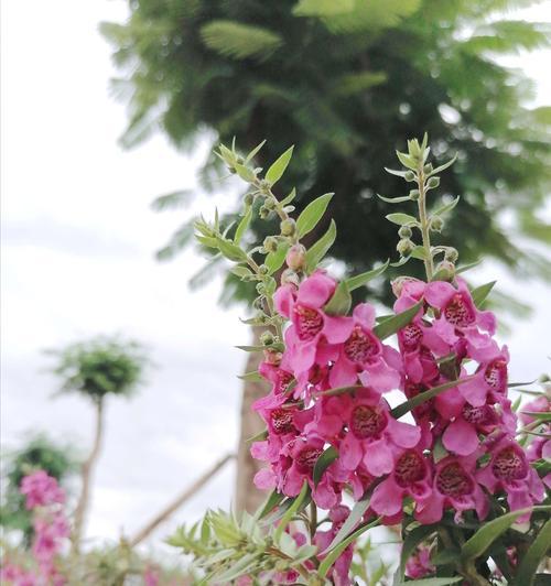 香彩雀一年开几次花（了解香彩雀开花的季节和频率）