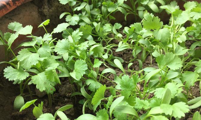 秋季香菜种植全攻略（时间、方法、注意事项一网打尽）