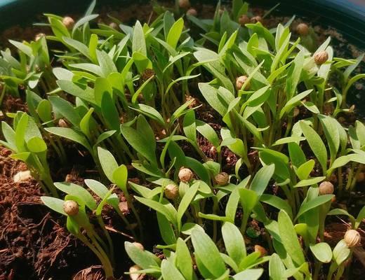 如何种植快速出苗的香菜（从种子的选择到种植技巧）