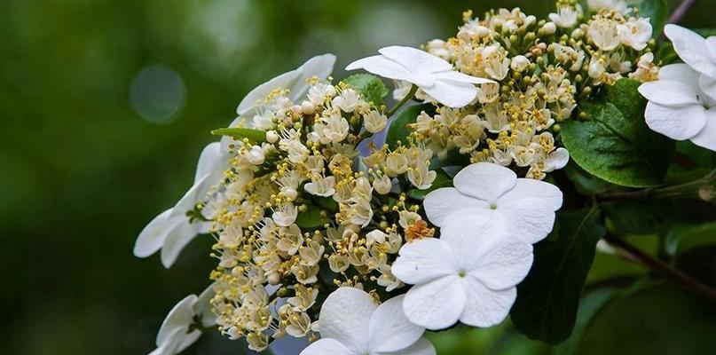 以琼花的花语（以琼花的深情）