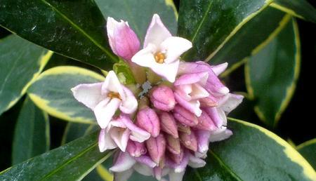 瑞香花语（探寻瑞香花的花语和寓意）