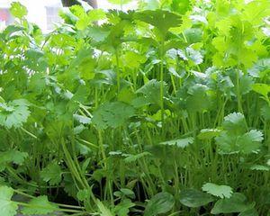 如何自己种香菜（学习如何在家种植香菜）