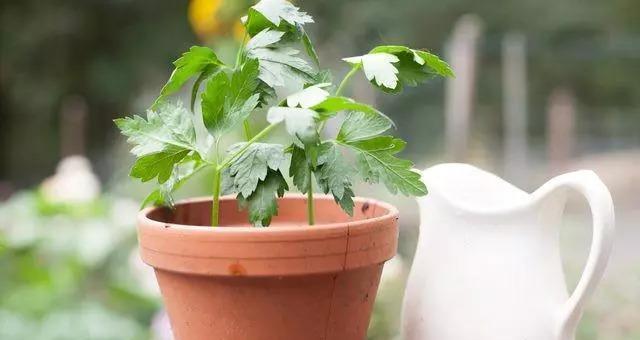 种植香草的最佳时机（不同香草种类的种植季节及注意事项）