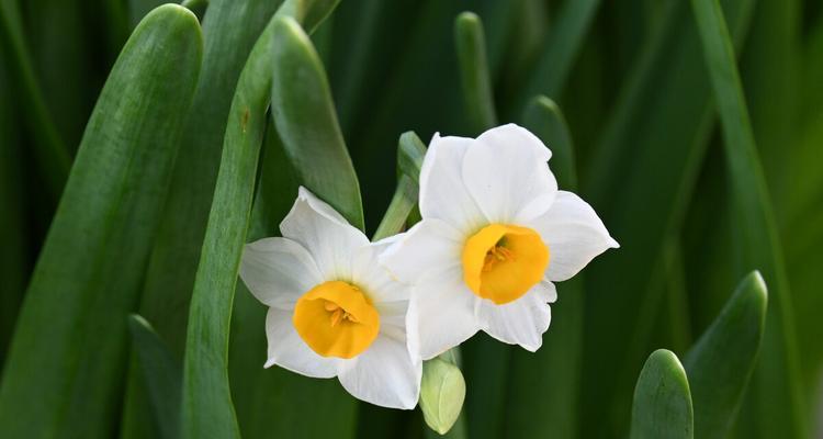 秋水仙花花语（探寻秋水仙花的花语与美丽传说）