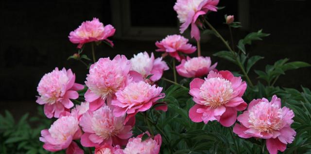 芍药花的花语与象征（探索芍药花所代表的情感和含义）