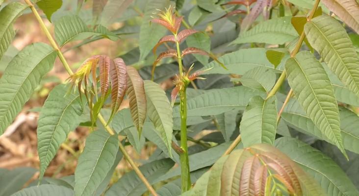 香椿的开花时节与特点（探寻香椿开花的奥秘）