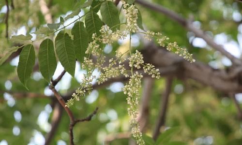 香椿树开花的寓意与传说（从文化）