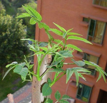 香椿树如何盆栽（室内种植的技巧及注意事项）