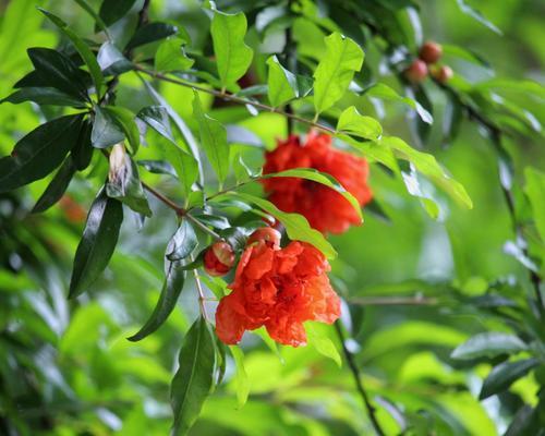 石榴花（传递吉祥与繁荣的花朵）