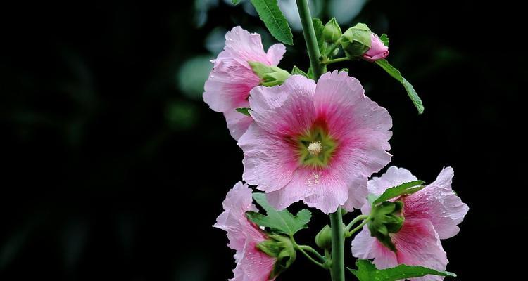 蜀葵花（探寻蜀葵花的独特意义）