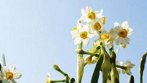 水仙花花语之美丽与希望（探索水仙花的花语及其象征意义）