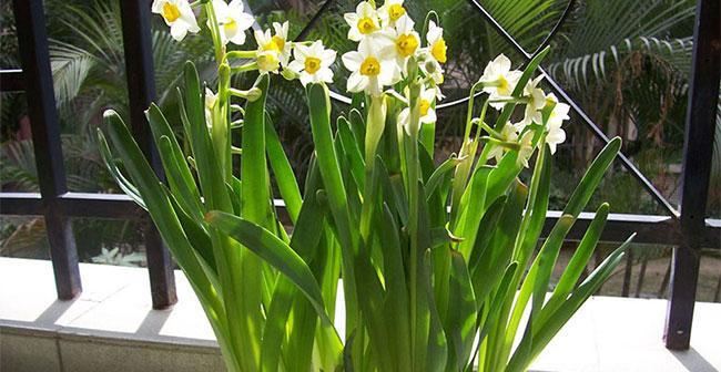 水仙花（水仙花的象征意义与传承）