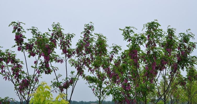 香花槐的开花频率与魅力（一年开几次花）