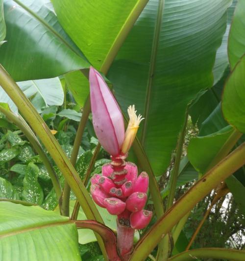 香蕉花的颜色是什么（探寻香蕉花的神秘色彩）