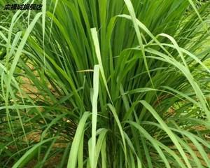 香茅草的冷冻保存方法与技巧（教你如何冷冻保存香茅草）