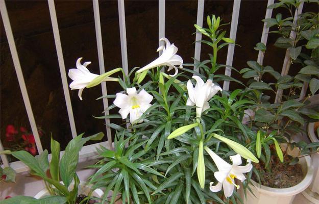 香水百合的种植盆选择（大盆还是小盆）