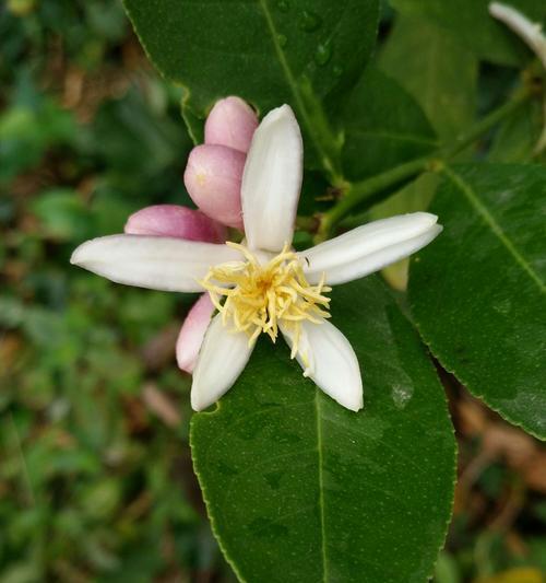 揭秘香水柠檬花的颜色（色彩清新的柠檬花）