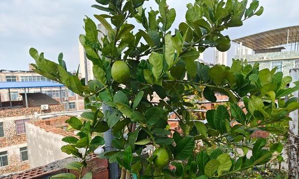 香水柠檬开花时间及特点（了解香水柠檬花开时间）