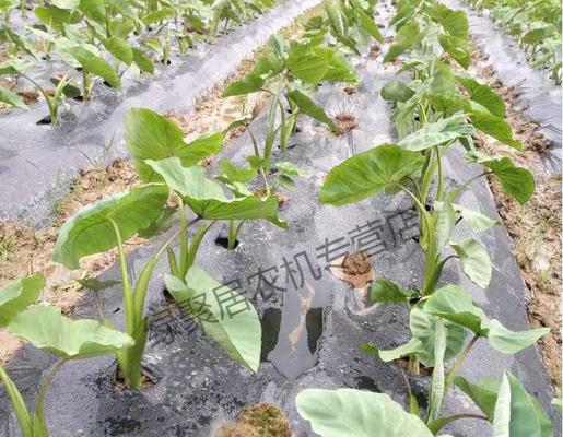 探秘香芋种子的来源（了解香芋的生长过程及种子繁殖方法）