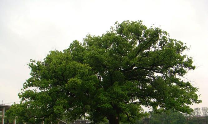 香樟树（探寻香樟树的生物分类学特征）