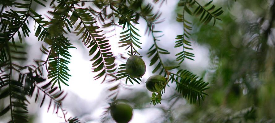 香榧——一种珍贵的果仁类植物（了解香榧的来源）